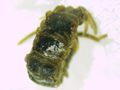 Lithobius microps